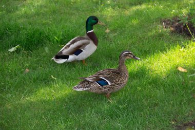Bir çim üzerinde iki parlak renkli ördek