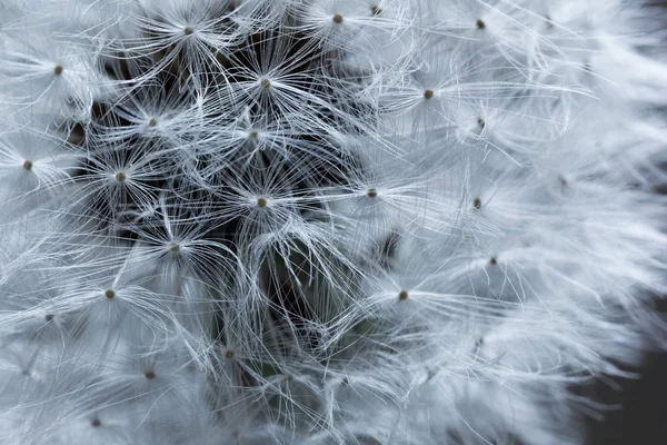 Dente di leone in macro — Foto Stock