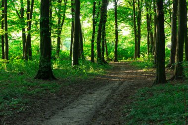 eğri patika yeşil orman yoluyla