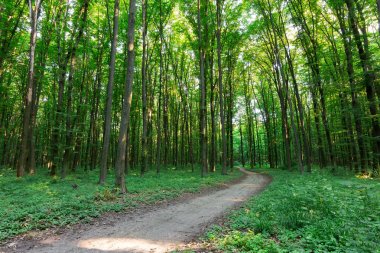 eğri patika yeşil orman yoluyla