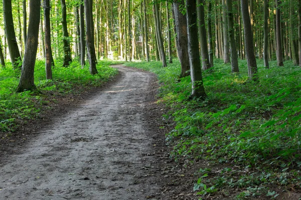 Кривая тропинка через зеленый лес — стоковое фото