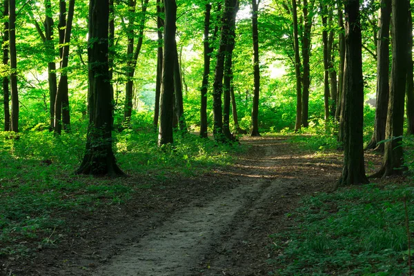 eğri patika yeşil orman yoluyla