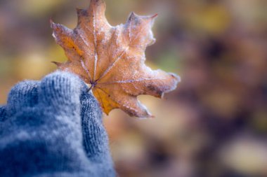 Sarı akçaağaç yaprağı