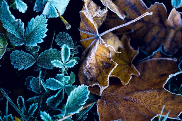 O inverno está chegando — Fotografia de Stock