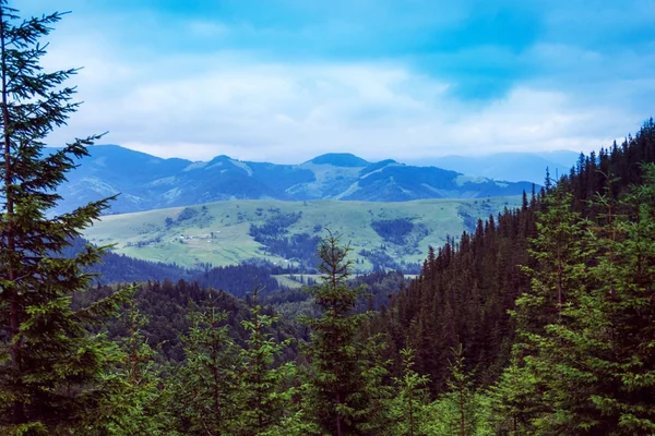 Krajina hor Karpat s jedlí, travnaté vall — Stock fotografie