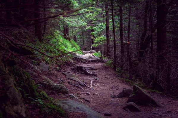 Light in the end of a forest footpath — Stock Photo, Image