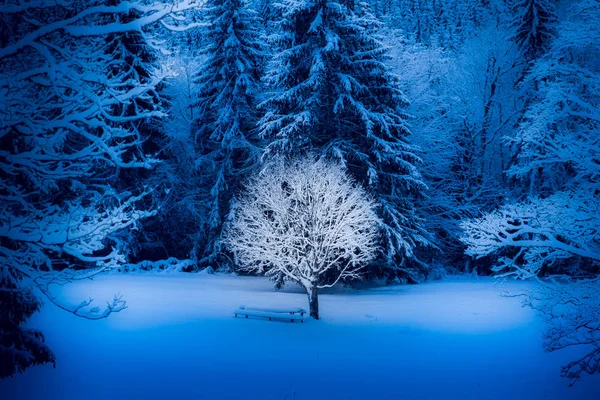 Inverno brilhante solidão — Fotografia de Stock