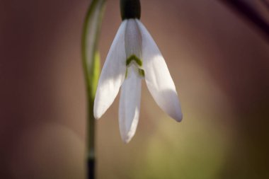 makroda bir kardelen 
