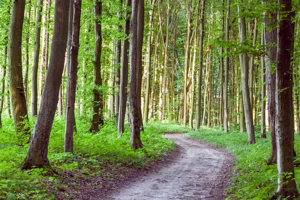 Kurvenweg durch grünen Wald — Stockfoto