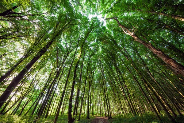 Dřevité bukové vysoké zelené stromy v lese na jaře — Stock fotografie
