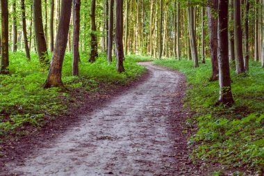 eğri patika yeşil orman yoluyla