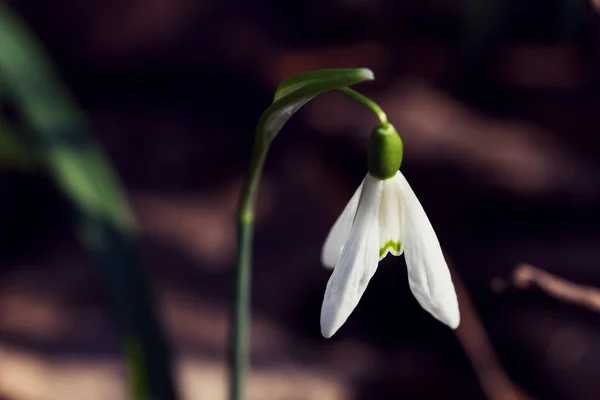 Una gota de nieve en macro — Foto de Stock