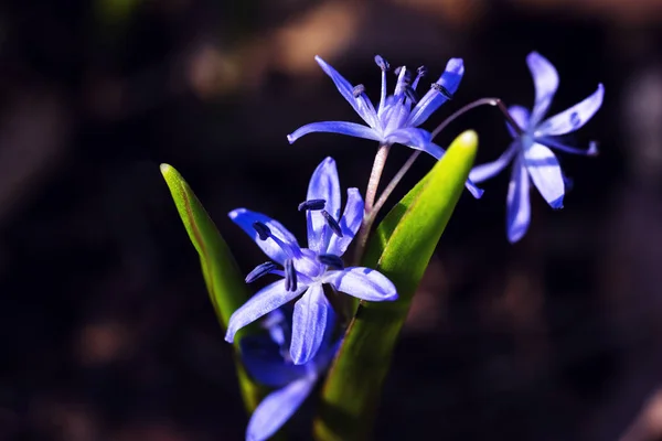 Scilla con tres flores azules en el suelo — Foto de Stock