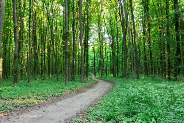 Courbe sentier à travers la forêt verte — Photo