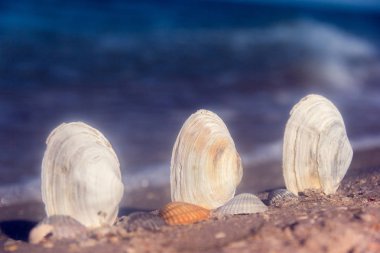 Kumda deniz kabukları