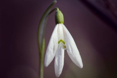 makroda bir kardelen 