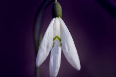 makroda bir kardelen 