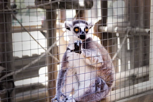 Le lémur dans une cage — Photo