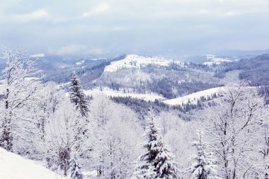 Dağlarda kış ormanı