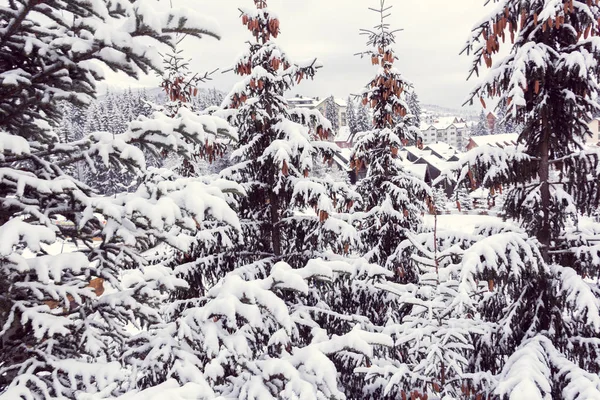 Os abetos no inverno — Fotografia de Stock