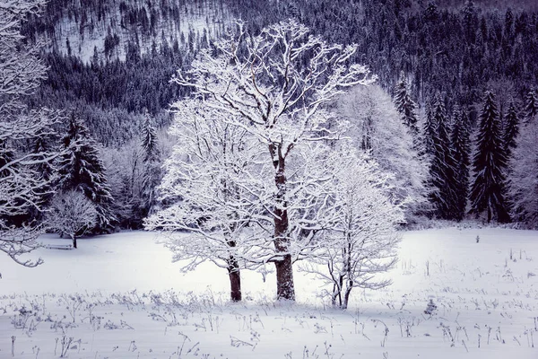 Sozinho três árvores no inverno — Fotografia de Stock
