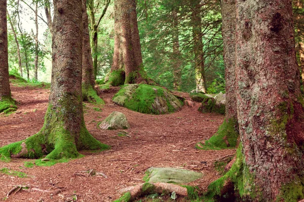 Forêt Nordique Avec Mousse Verte Norvège — Photo