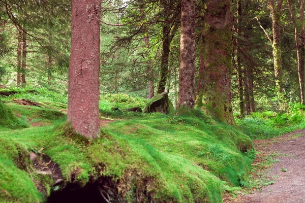 Hutan Utara Dengan Lumut Hijau Norwegia — Stok Foto