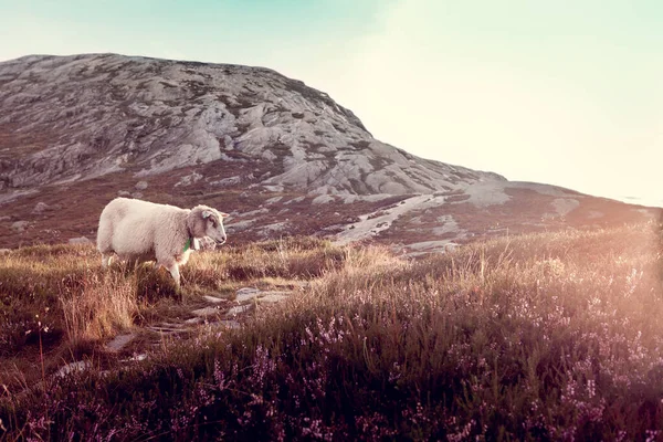Uma Ovelha Pastora Nas Montanhas Pôr Sol — Fotografia de Stock