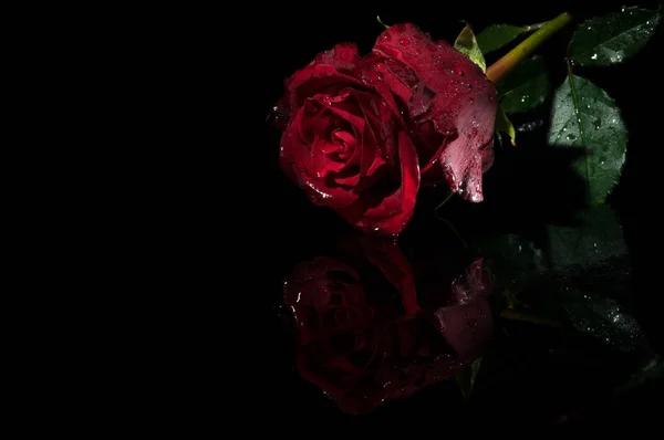 Υγρό τριαντάφυλλο σε μαύρο φόντο Royalty Free Φωτογραφίες Αρχείου