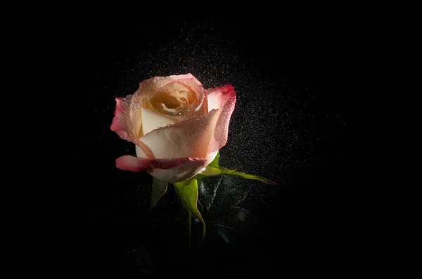 Rosa de ombre húmeda —  Fotos de Stock