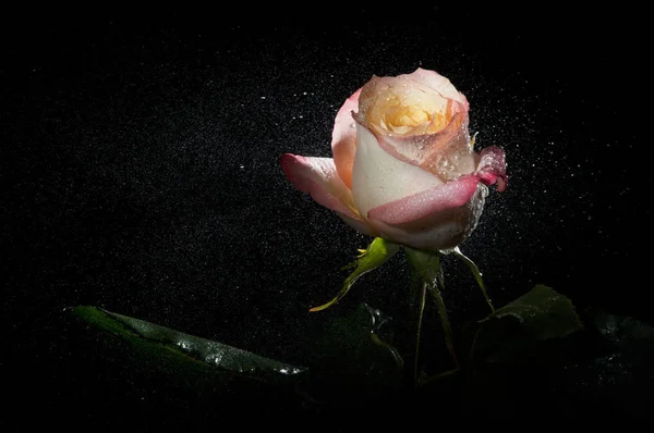 Rosa rosa chiaro — Foto Stock
