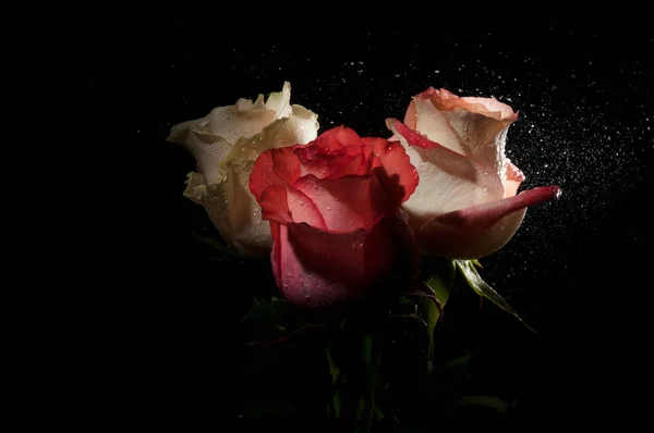 Rose multicolori luminose — Foto Stock