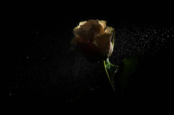 Rosa na sombra — Fotografia de Stock