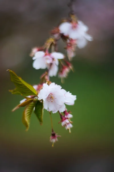 Beautiful sakura flower on green background close view