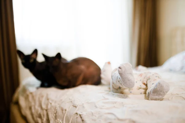Малыш лежит на кровати с двумя котами-сфинксами — стоковое фото