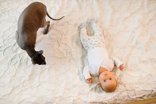 하얀 침대에 앉아 있는 아기 옆에 커다란 스핑크스 고양이가 앉아 있다 — 스톡 사진