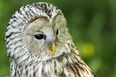 Ural baykuş (Strix uralensis) 