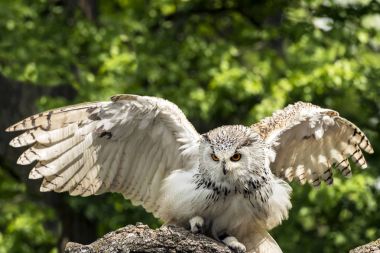 The Eurasian eagle-owl start to fly clipart