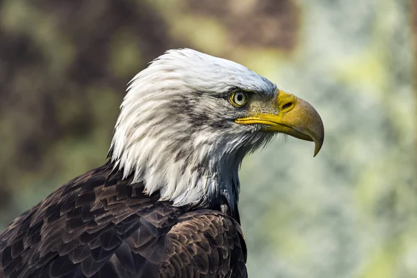 El águila calva (Haliaeetus leucocephalus ) —  Fotos de Stock