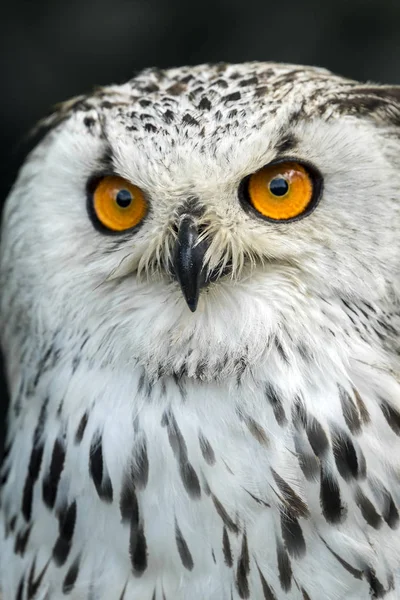 The Eurasian eagle-owl — Stock Photo, Image