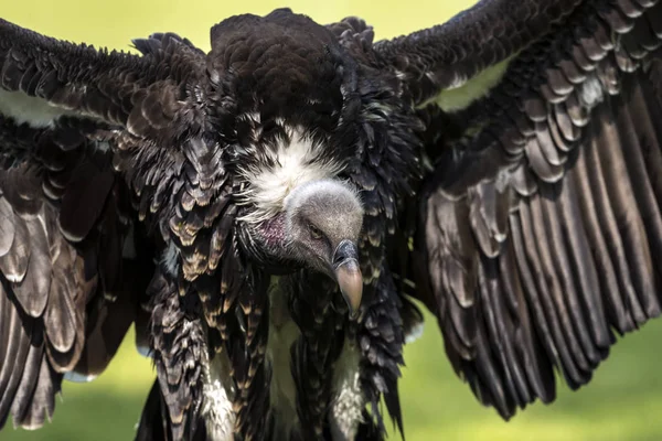 Buitre leonado de Ruppell (Gyps rueppellii ) —  Fotos de Stock