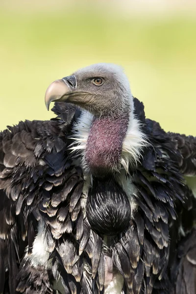 Buitre leonado de Ruppell (Gyps rueppellii ) —  Fotos de Stock