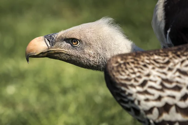 Buitre leonado de Ruppell (Gyps rueppellii ) —  Fotos de Stock