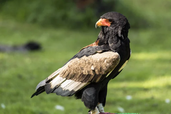 O bateleur (Terathopius ecaudatus ) — Fotografia de Stock