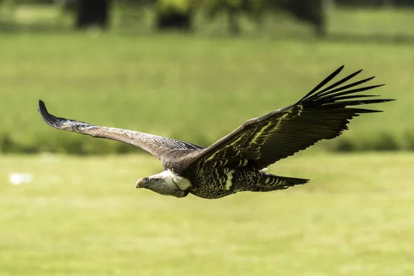 El buitre leonado de Ruppell (Gyps rueppellii) volando —  Fotos de Stock