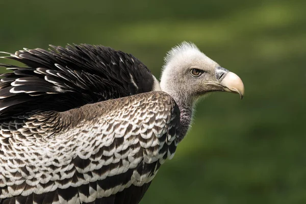 Buitre leonado de Ruppell (Gyps rueppellii ) —  Fotos de Stock