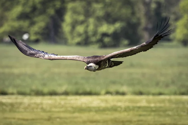 El buitre leonado de Ruppell (Gyps rueppellii) volando —  Fotos de Stock