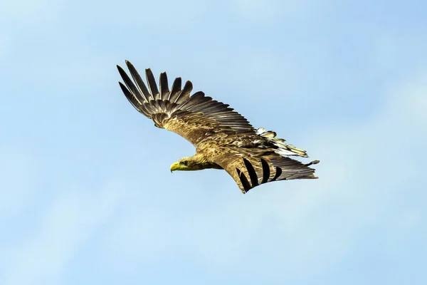 El águila de cola blanca —  Fotos de Stock