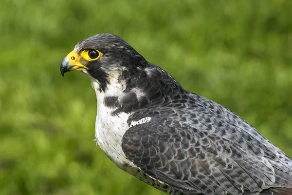 O falcão peregrino também chamado falcão pato — Fotografia de Stock