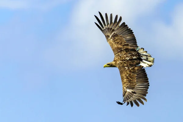 Águila gris volando —  Fotos de Stock